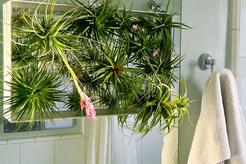 Airplant for bathroom